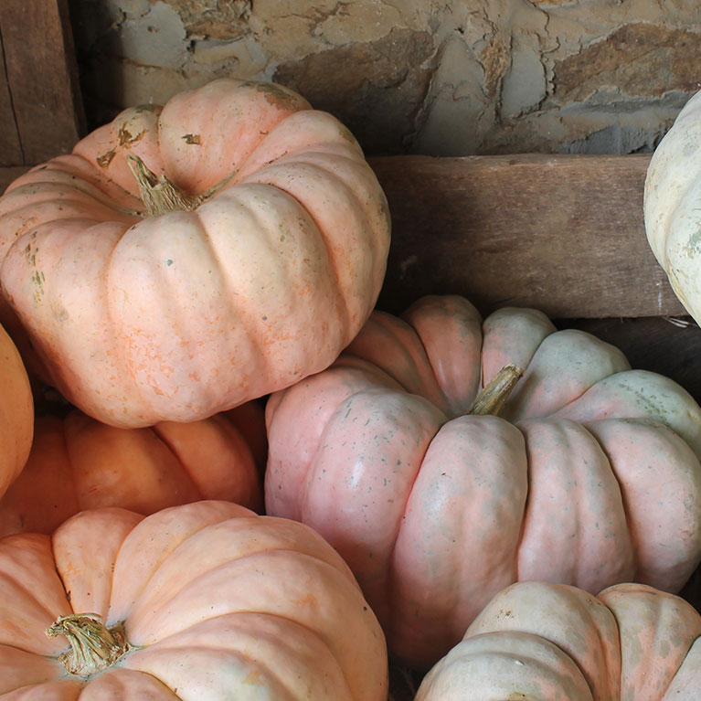 Our porcelain doll pumpkins are perfect for decorating an elegant fall gathering.