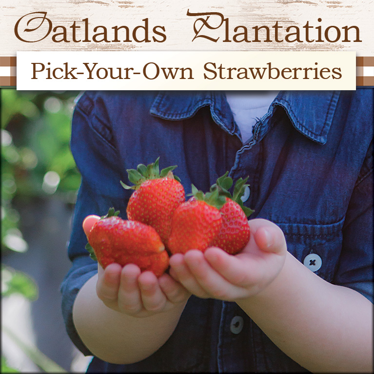 Pick-your-own strawberries at our Oatlands Historic Mansion location in Leesburg, VA